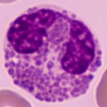 Eosinophils