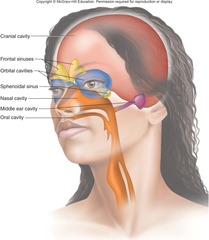 oral 
nasal 
orbital 
MIDDLE EAR