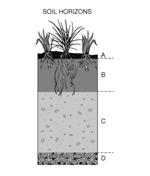 <p>Which soil horizon has very little organic matter and accumulates soluble metals and nutrients that are transported from other soil layers?</p><p></p><p>A) A</p><p>B) B</p><p>C) C</p><p>D) D</p>