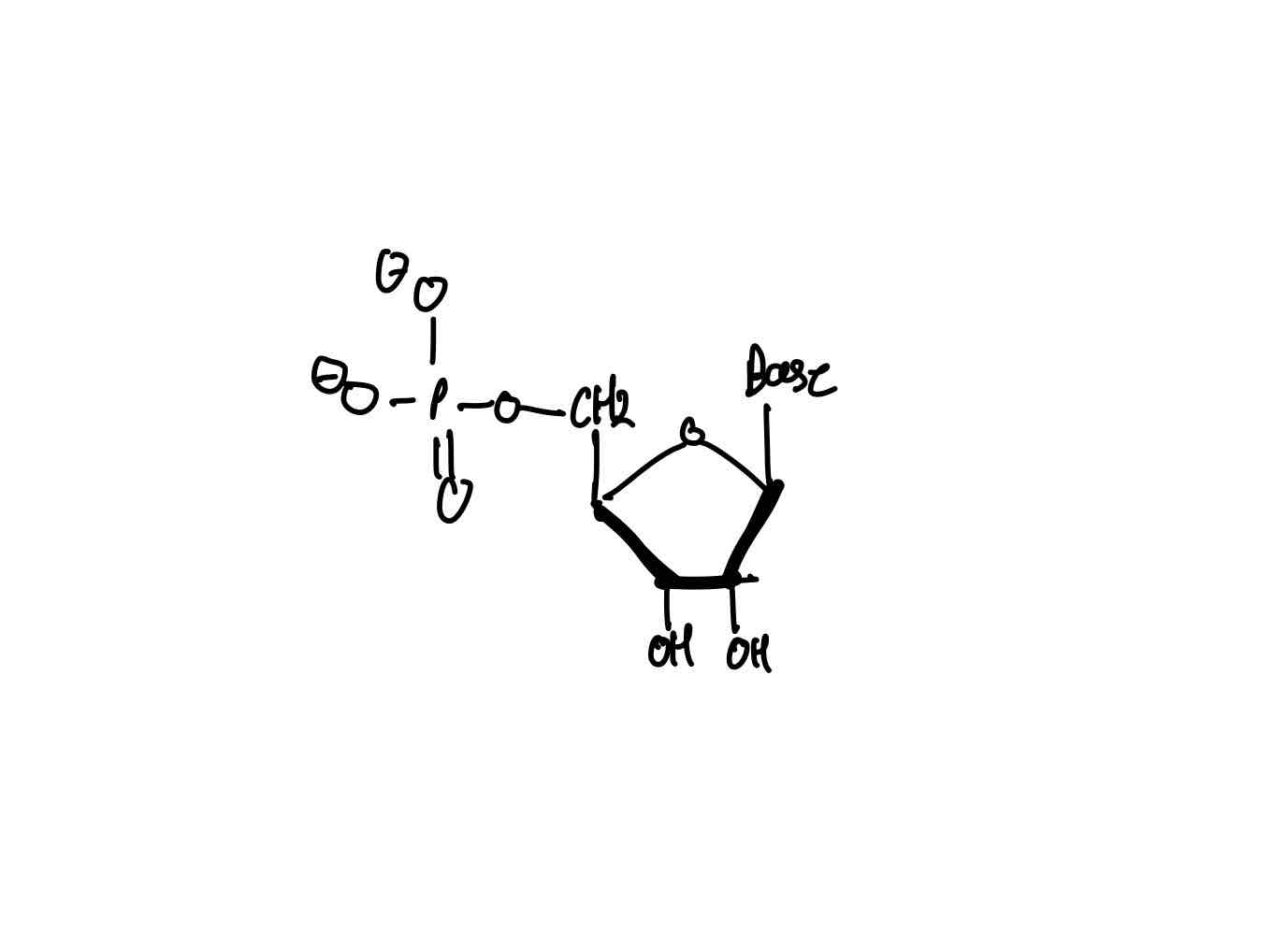 <ul><li><p>A nitrogenous (nitrogen-containing) base.</p></li><li><p>A pentose sugar.</p></li><li><p>One, two, or three phosphates.</p></li></ul><p></p><p>A nucleoside is just a nucleotide without the phosphate group.</p><p></p>
