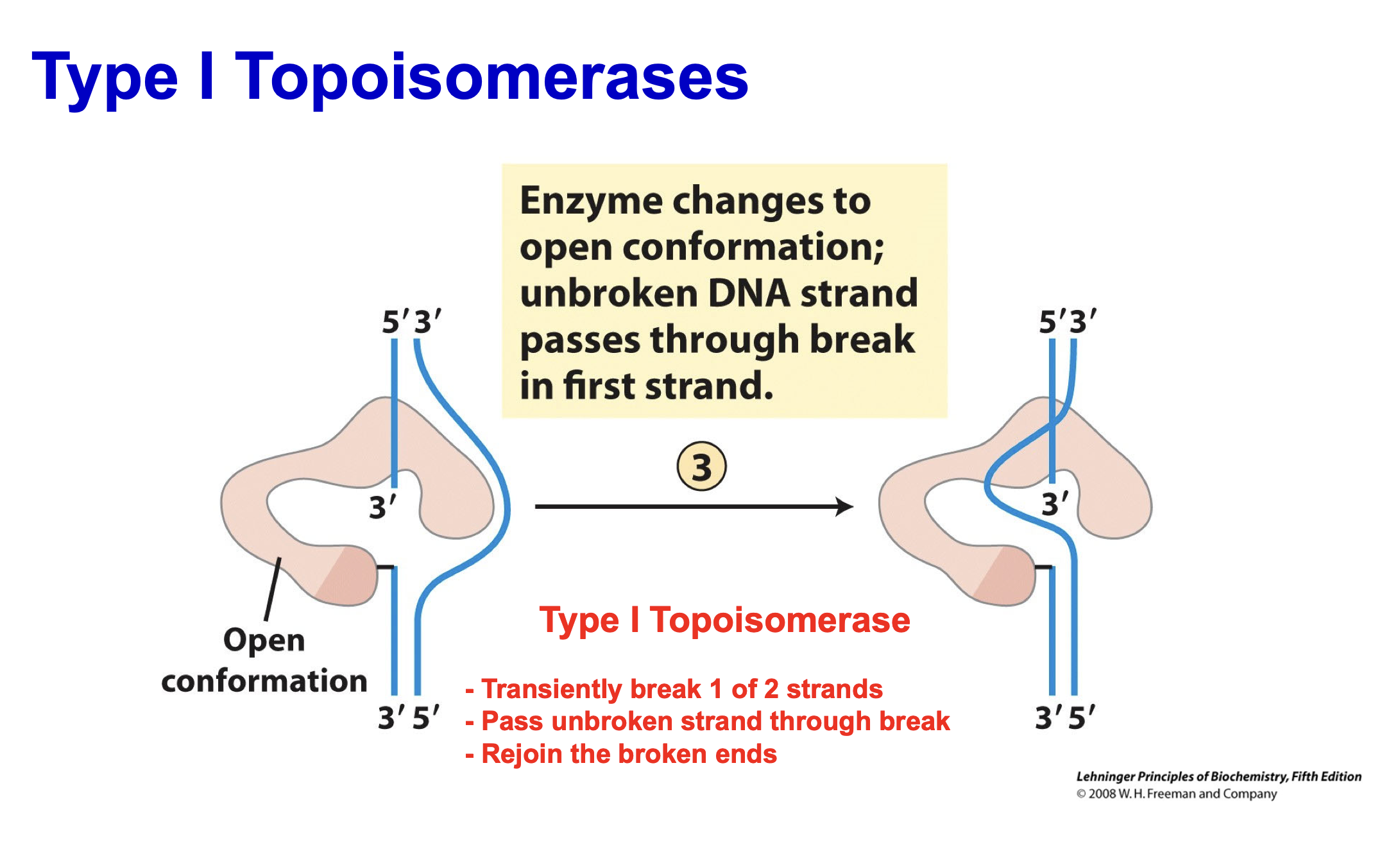 <p>Type 1 topoisomerase transiently breaks 1 of 2 strands </p>