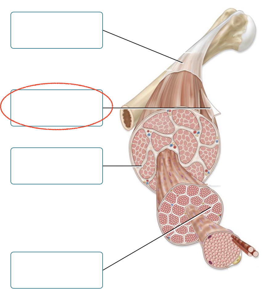 <p><span><span>Label the connective tissues associated with skeletal muscle.</span></span></p>