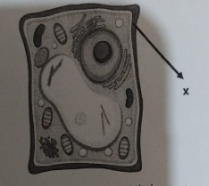 <p><span><span>Bentuk sel hewan tidak tetap dan kurang kokoh dibandingkan dengan sel tumbuhan. Hal ini karena sel hewan tidak memiliki struktur X yang terdapat pada sel tumbuhan. Bagian X tersebut adalah</span></span></p>