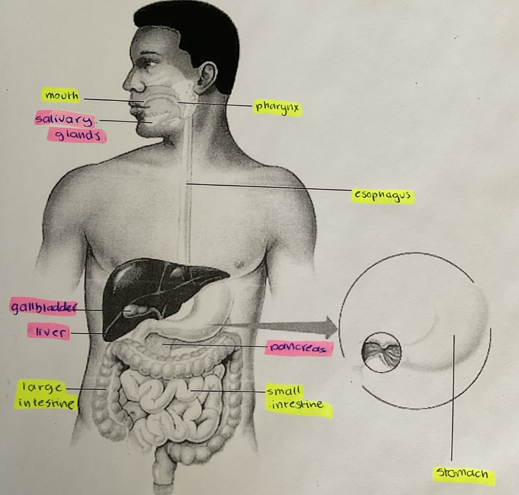 knowt flashcard image