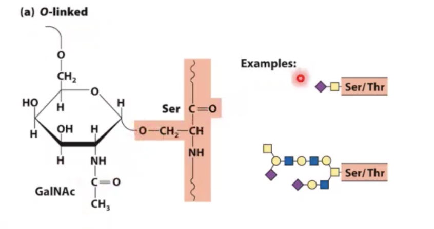 <p>you add a sugar unit on to a serine or threonine residue. you add through the oxygen of serine or threonine.</p><p></p><p>tends to happen in golgi apparatus in eukaryotic cells.</p>