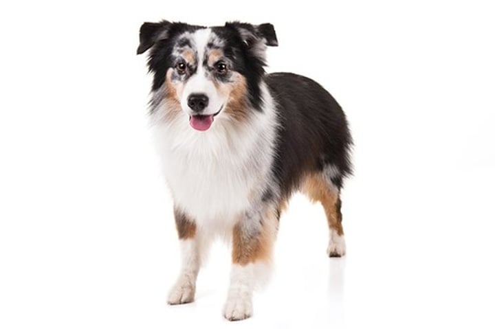 <p>- Herding group<br>- 13-18 inches<br>- 20-40 pounds<br>- Black, Blue Merle, Red, Red Merle</p>