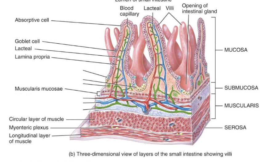 <p>Brush border of microvilli, Goblet cell, Lacteal, blood capillary, chylomicrons, &amp; intestinal crypts</p>