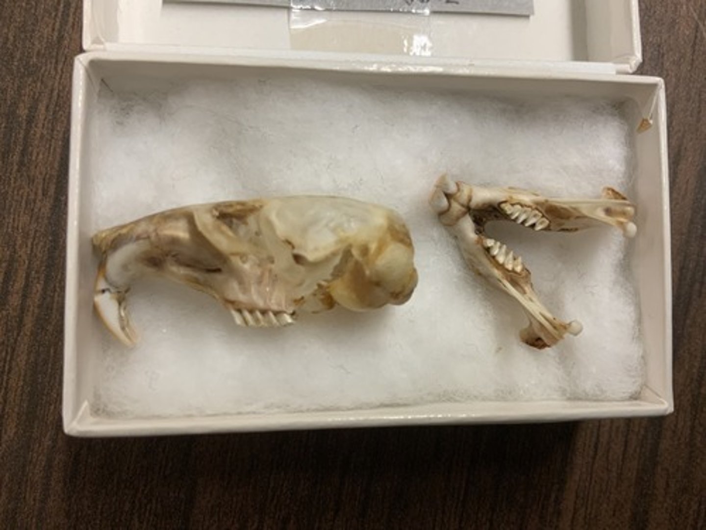 <p>Genus, species</p><p>-less prominent temporal ridges</p><p>-incisive foramina anterior to IOF</p>