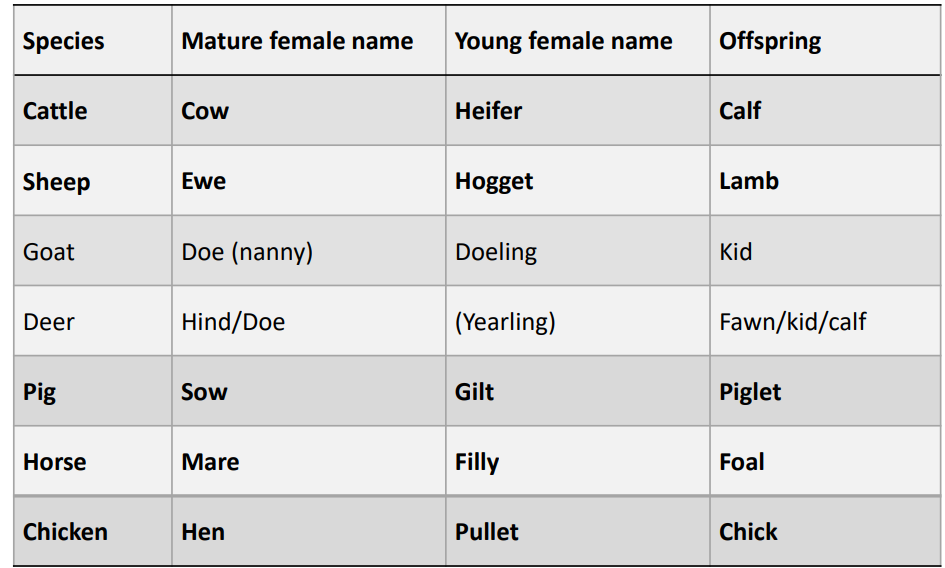 <p>Mature</p><ul><li><p><span>Cattle = cow</span><br><span>Sheep = ewe</span><br><span>Goat = doe (nanny)</span><br><span>Deer = hind/doe</span><br><span>Pig = sow</span><br><span>Horse = mare</span><br><span>Chicken = hen</span></p></li></ul><p>Young</p><ul><li><p>Cattle = heifer</p></li><li><p>Sheep = Hogget</p></li><li><p>Goat = Doeling</p></li><li><p>Dear=Yearling</p></li><li><p>Pig= gilt</p></li><li><p>Horse = filly</p></li><li><p>Chicken = pullet </p><p></p></li></ul><p></p>