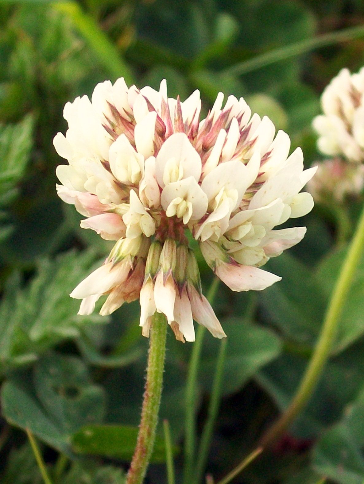<p>What weed is this?</p>
