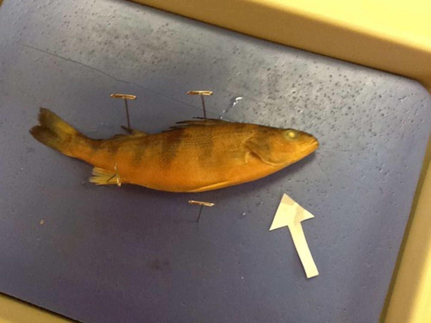 <p>Side near head</p>