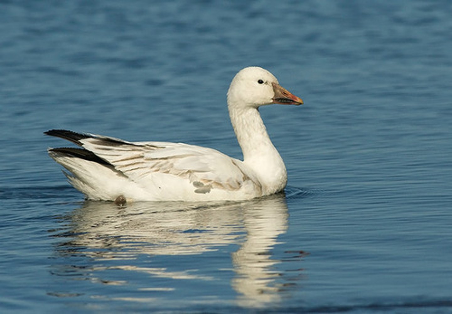 <p>Anseriformes</p><p>Anatidae</p>