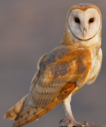 <p>What bird is this? </p>