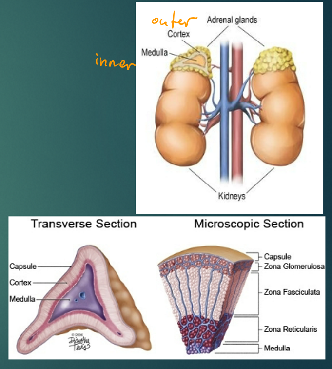 <p>zona glomerulosa (outermost), zona fasciculata, zona reticularis (all secrete steroid hormones)&nbsp;</p>
