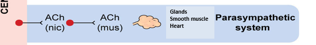 <p> Acetylcholine (ACh) binds to nicotinic (nic) receptors at the ganglion, and ACh binds to muscarinic (mus) receptors on glands, smooth muscles, and the heart.</p>
