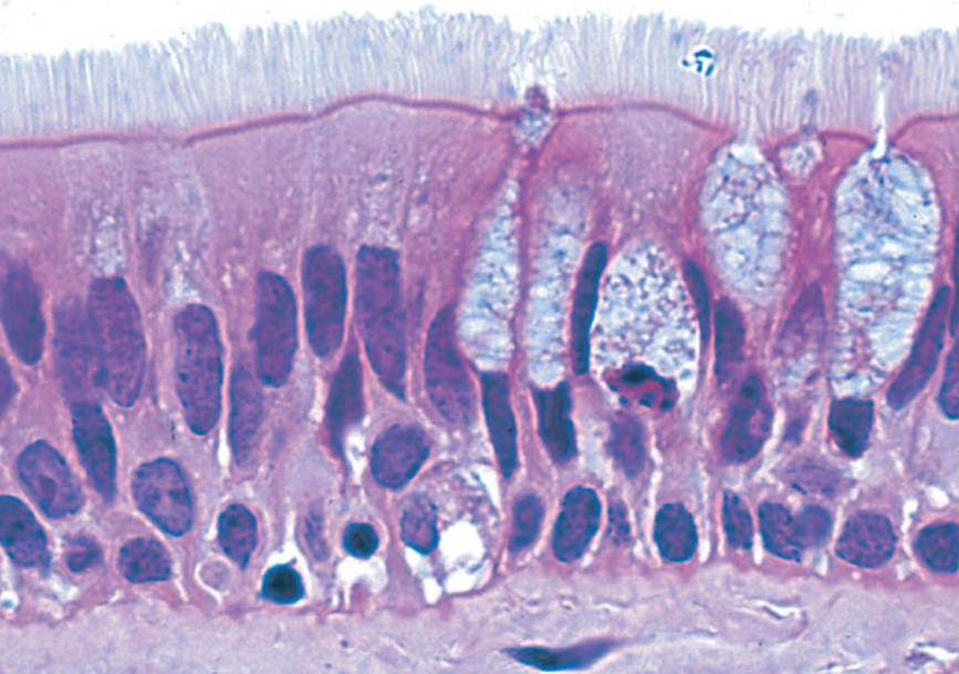 <p>What tissue is this?</p>