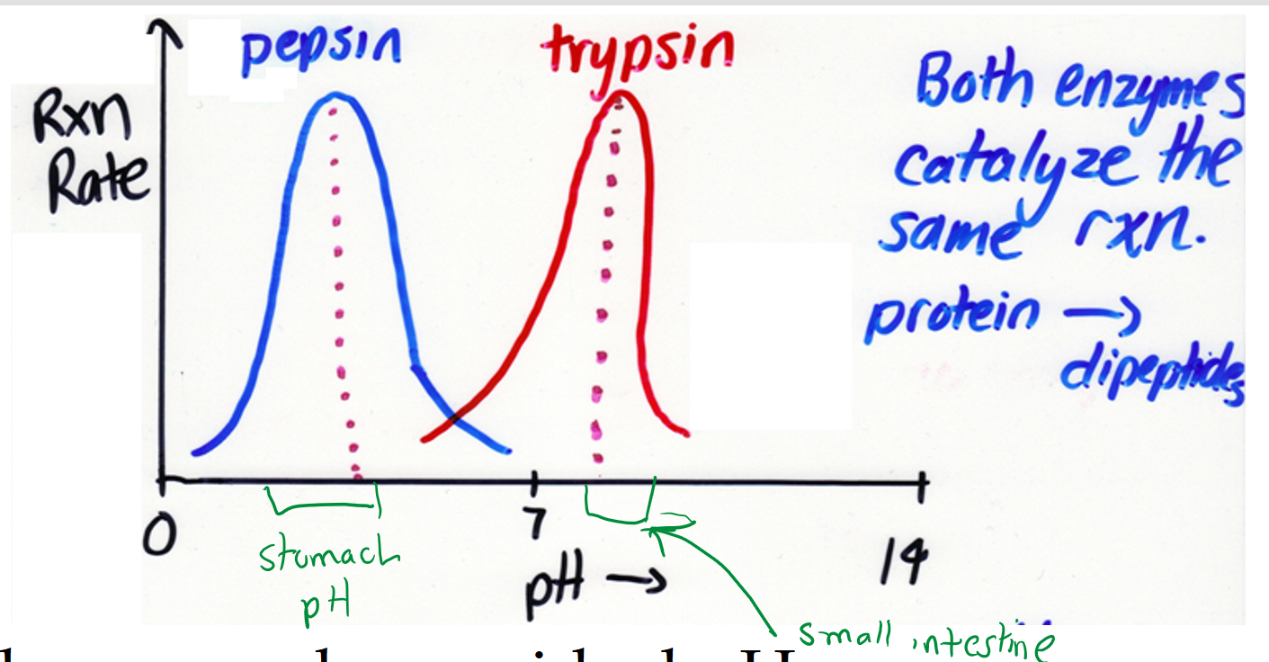 <p>pH affects the enzymatic activity</p>