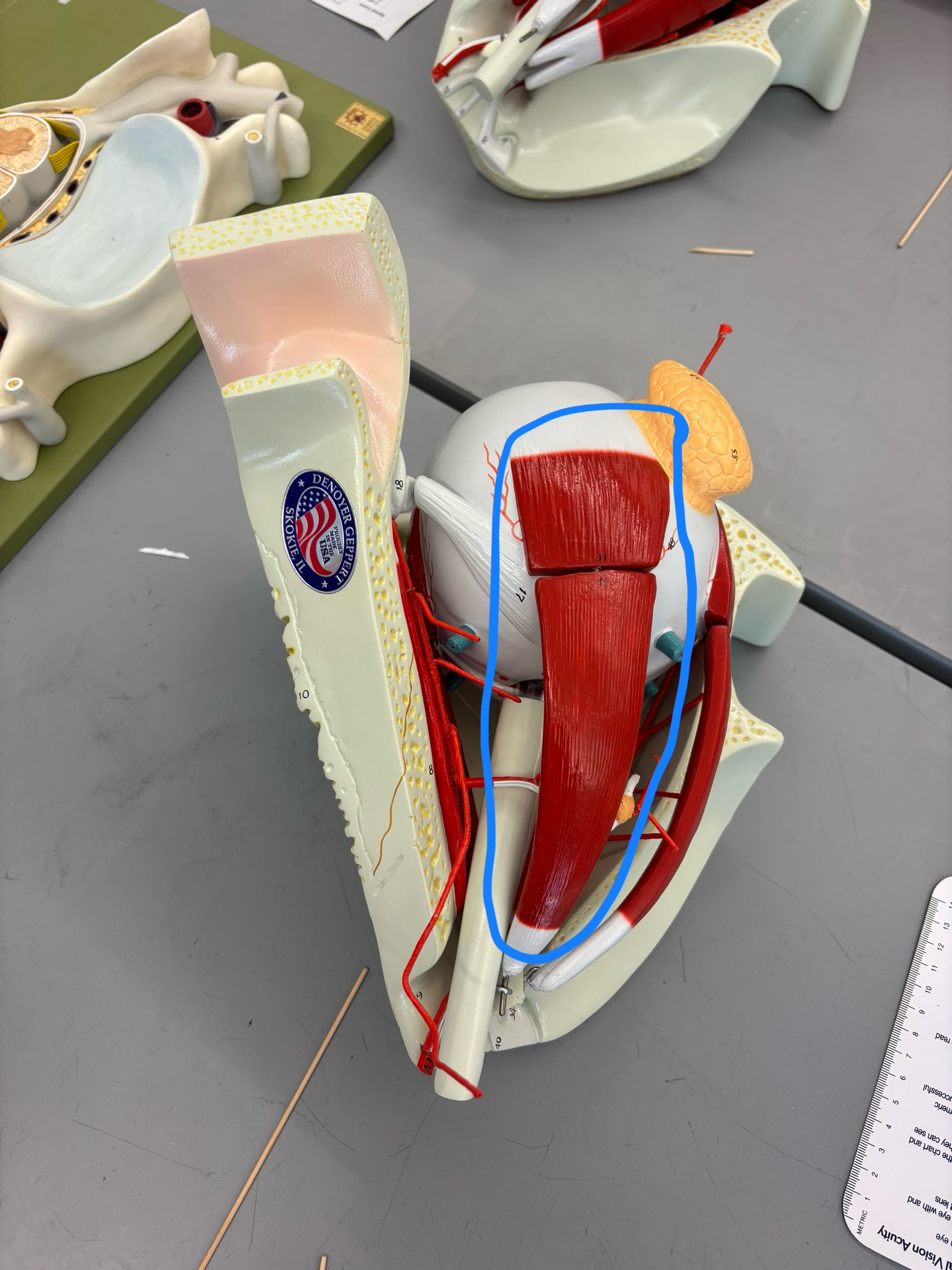 <p>What structure is this?</p>