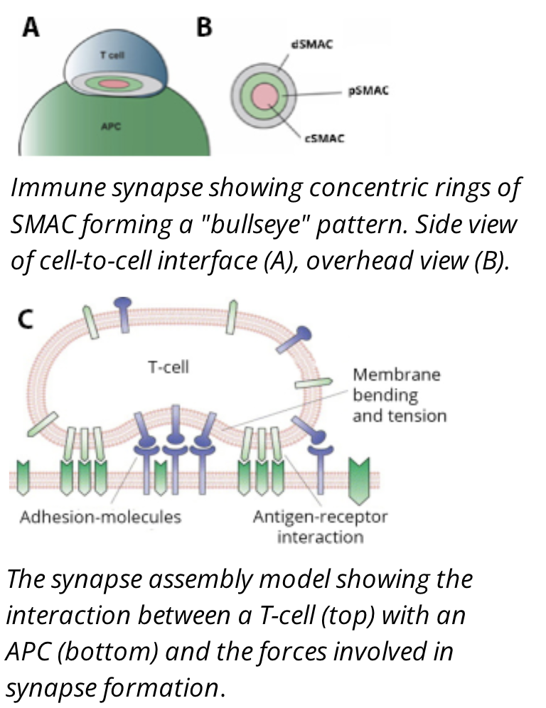 <ul><li><p>the interaction between a T cell and an APC will form a structure called an immune synapse</p></li><li><p>T cells will not become properly activated if only signal molecules such as a T cell receptor and a peptide:MHC complex interact</p></li><li><p>an immune system synapse consisting of signal molecules and adhesions proteins must be formed</p></li><li><p>the immune synapse is often arranged into a bullseye pattern with three rings depicting three different cell clusters with similar functions, called supra molecular activating clusters (SMACs)</p></li><li><p>However, the immune synapse between T cells and other APCs can be arranged into different patterns with similar components</p></li></ul><p></p>