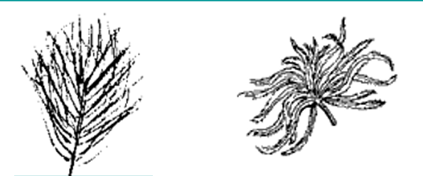 <p>Primer plumaje de pollos, bajo cobertoras</p>