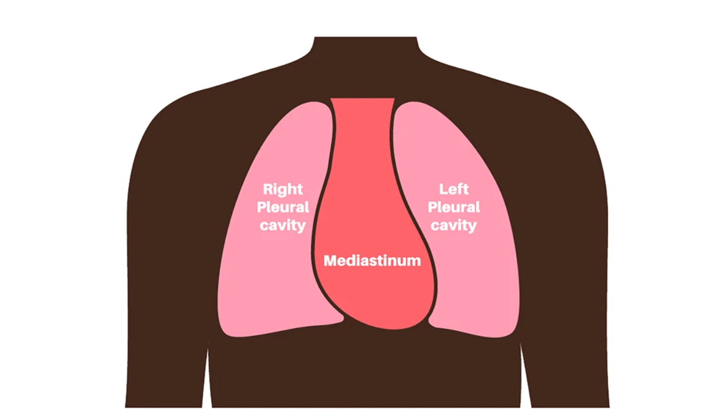 <p>Middle of the thoracic cavity, between the lungs (houses the heart,thyroid, trachea, thymus, and esophagus) </p>