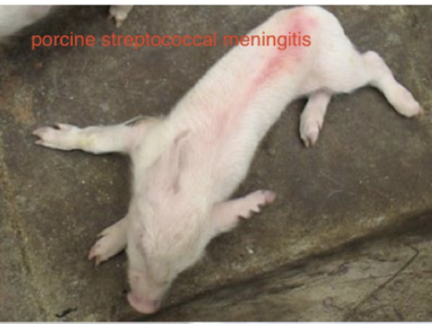 <p>what bacteria causes Porcine Streptococcal Meningitis?</p>