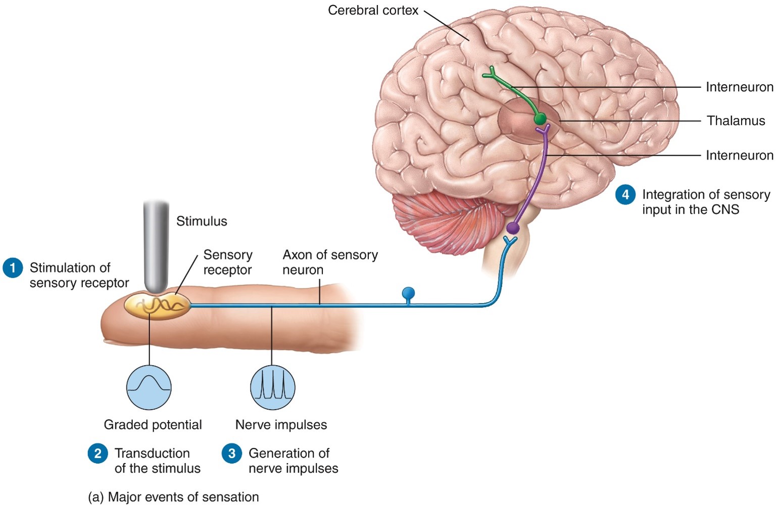 1. Stim. of sensory recptor 
2. Transduction of the stimulus 
3. Generation of nerve impulse 
4. Integration of sensory input in the CNS 
