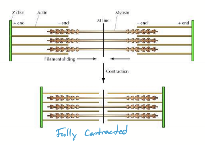 <p>Extends from Z disc to Z disc. Contains thin actin filaments and thick myosin filaments.</p>