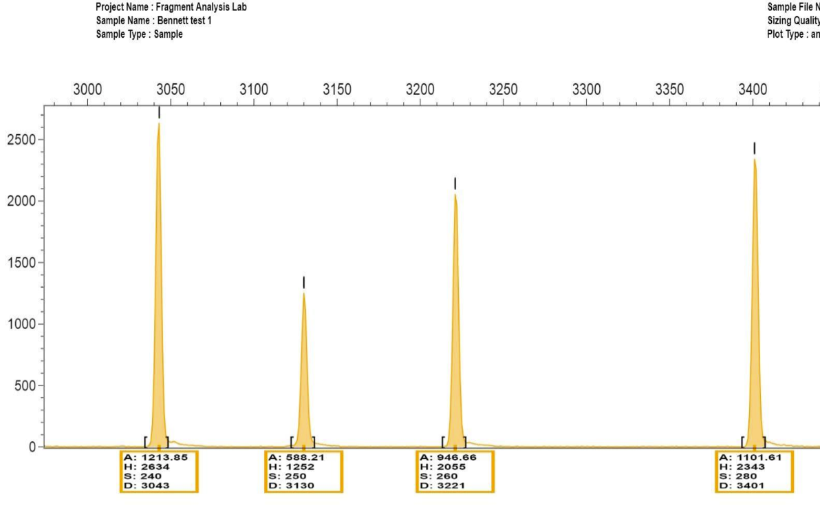 <p><span style="line-height: 107%;">Size standards = ladders</span></p><p class="MsoListParagraphCxSpFirst"><span style="font-family: Aptos, sans-serif; line-height: 107%;">-</span><span style="font-family: "Times New Roman"; line-height: normal; font-size: 7pt;">          </span><span style="font-family: "Times New Roman", serif; line-height: 107%;">The interpretation of fragment size is dependent on the presence of a size standard</span></p><p class="MsoListParagraphCxSpMiddle"><span style="font-family: Aptos, sans-serif; line-height: 107%;">-</span><span style="font-family: "Times New Roman"; line-height: normal; font-size: 7pt;">          </span><span style="font-family: "Times New Roman", serif; line-height: 107%;">Is basically a molecular weight marker or ladder</span></p><p class="MsoListParagraphCxSpLast"><span style="font-family: Aptos, sans-serif; line-height: 107%;">-</span><span style="font-family: "Times New Roman"; line-height: normal; font-size: 7pt;">          </span><span style="font-family: "Times New Roman", serif; line-height: 107%;">It is run in the same capillary as the sample (pooled) and must have a fluorescent marker that is different from the sample</span></p><p><span style="font-family: "Times New Roman", serif; line-height: 107%;">By having a size standard in each sample, there is a correction for small variations in mobility between capillaries and samples due to salt concentration, pH, temperature, etc</span></p>