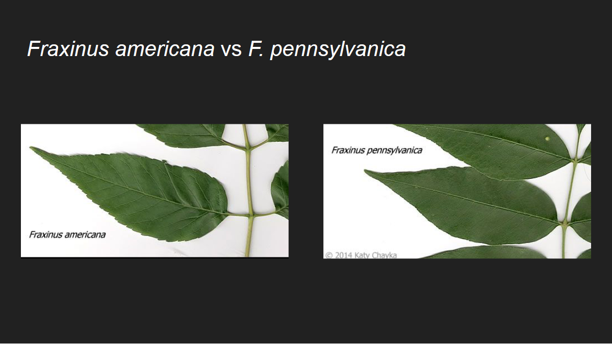 <p>Fraxinus pennsylvanica</p><p>Green Ash</p>