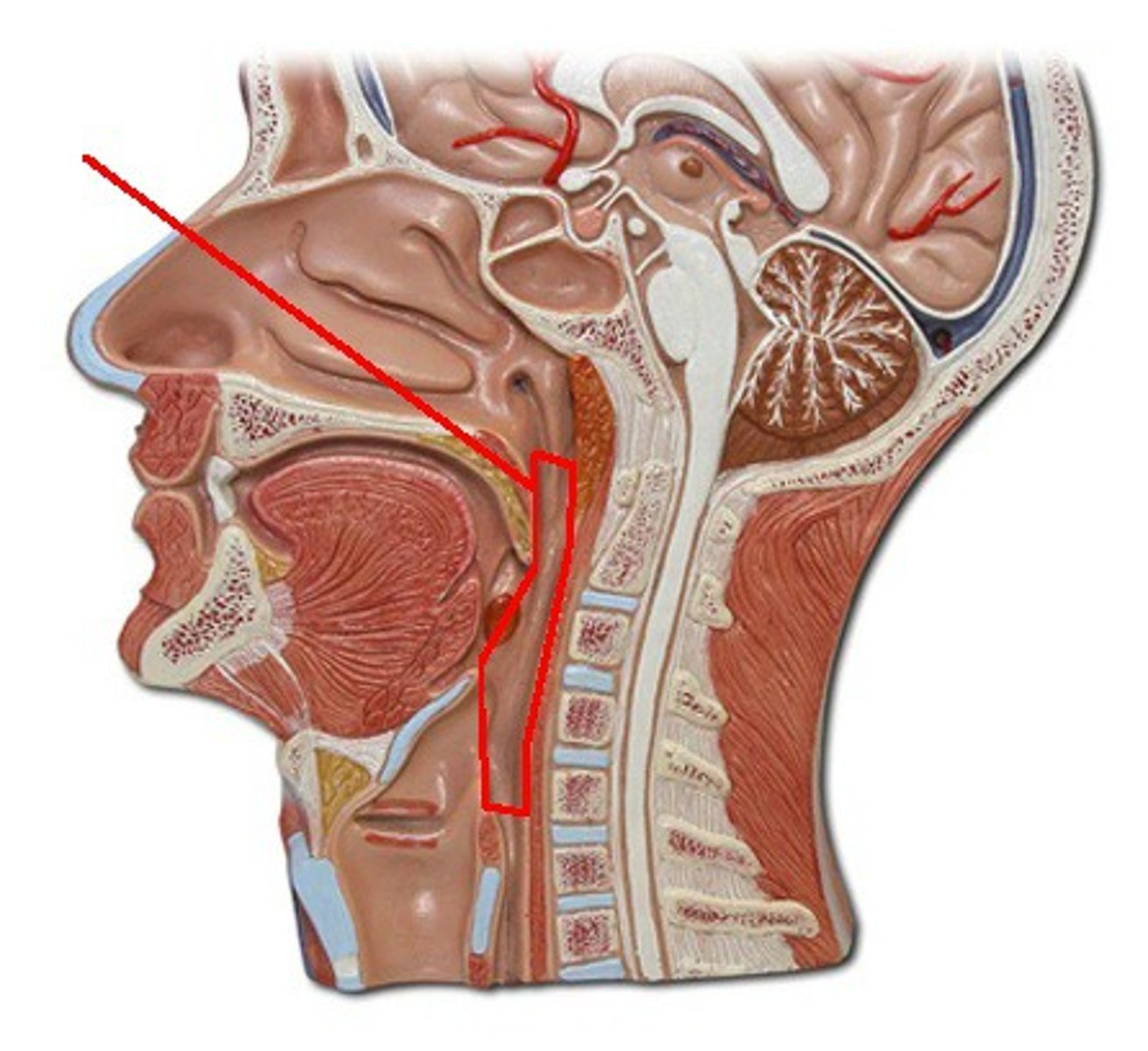 <p>Identify the structure, organ, or bone.</p>