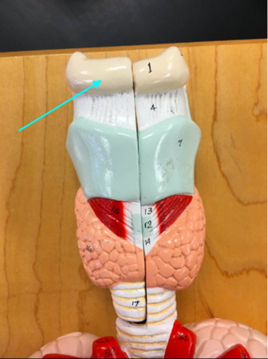 <p>What structure of the heart/lung model is the blue arrow pointing at?</p>