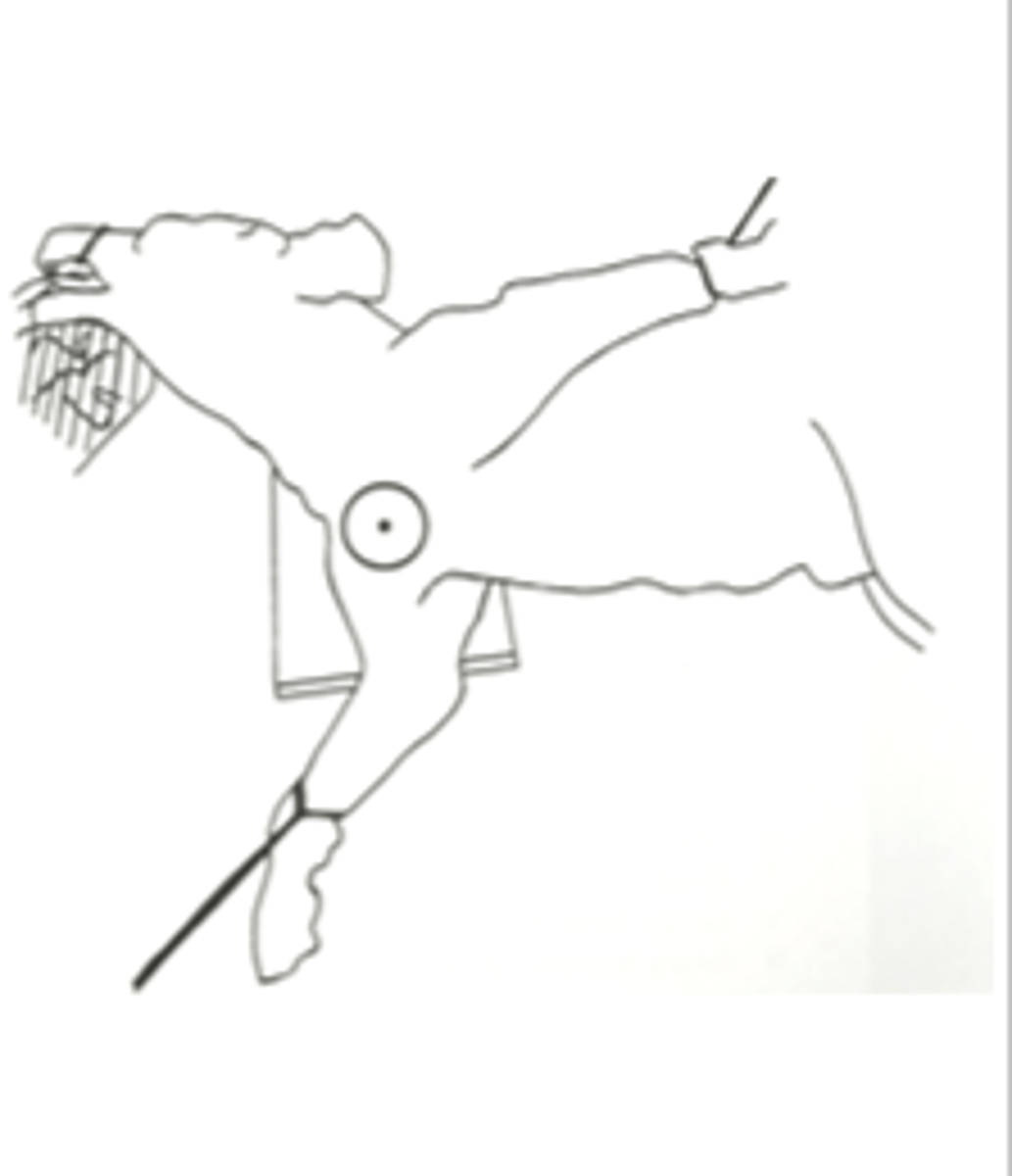 <ul><li><p>Place a foam pad under the chest to ensure the dog is parallel to the table and assist shoulder extension</p></li><li><p>The exposed area should include the distal 50% of the scapula and proximal 50% of the humerus</p></li><li><p>Use L / R label</p></li></ul><p></p>