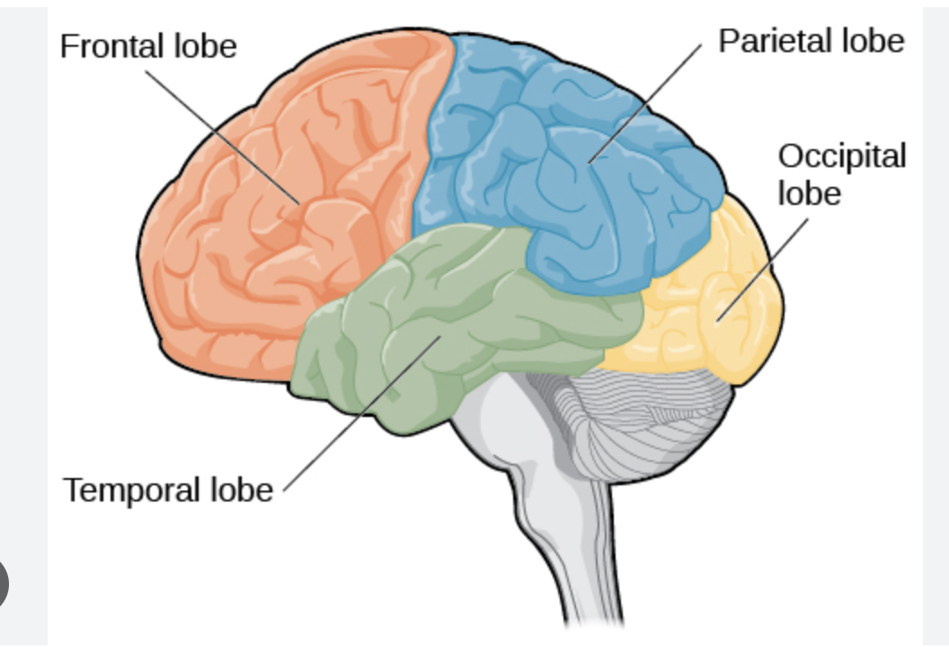 <p>frontal lobe, parietal lobe, temporal lobe, occipital lobe</p>