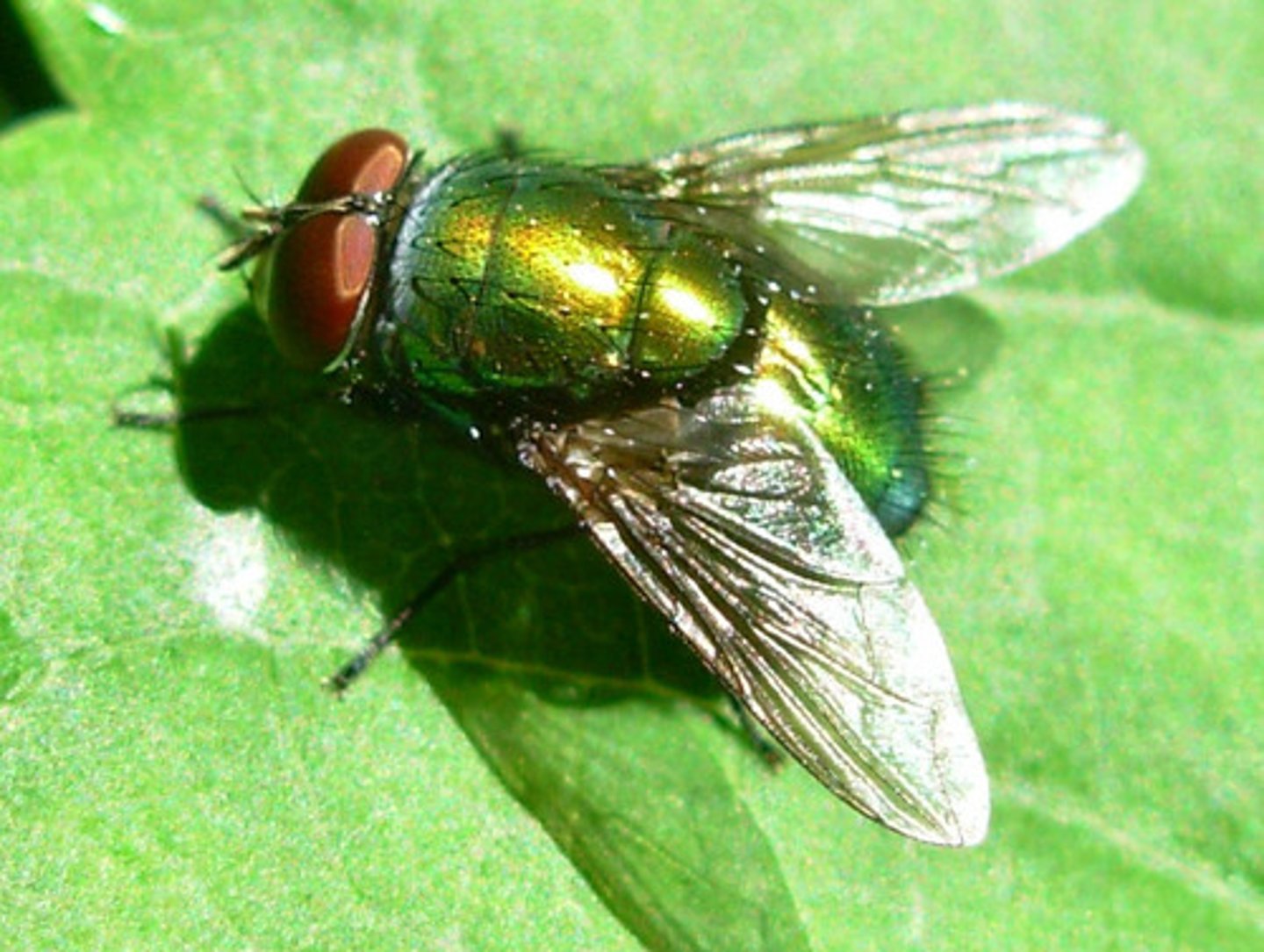 <p>Lobe shaped calyper at base of wings, shiny metallic blue/green, aristate antennae are plumose, row of bristles at base of HL and wings, 2-3 bristles on top of thorax, lack postscutellum, breed in decaying matter, vectors of dysentary and Salmonellosis; Larvae, Myiasis (internal parasites), carrion and dung scavengers; Predators, spiders, beetles, frogs, chickens</p>