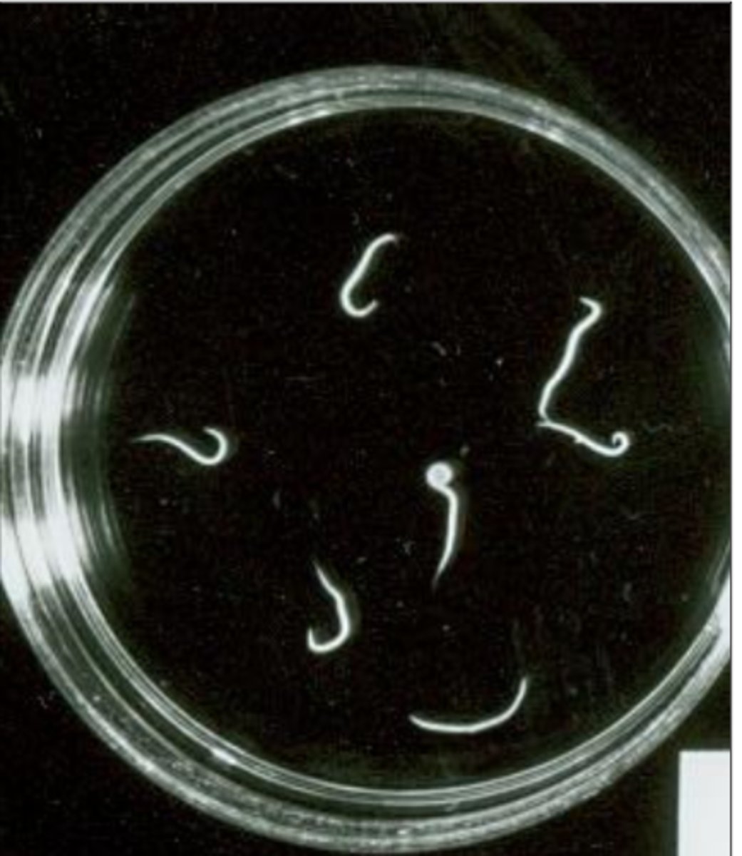 <p>Found in turkey poults diagnosed with black head. What parasite species is this?</p>