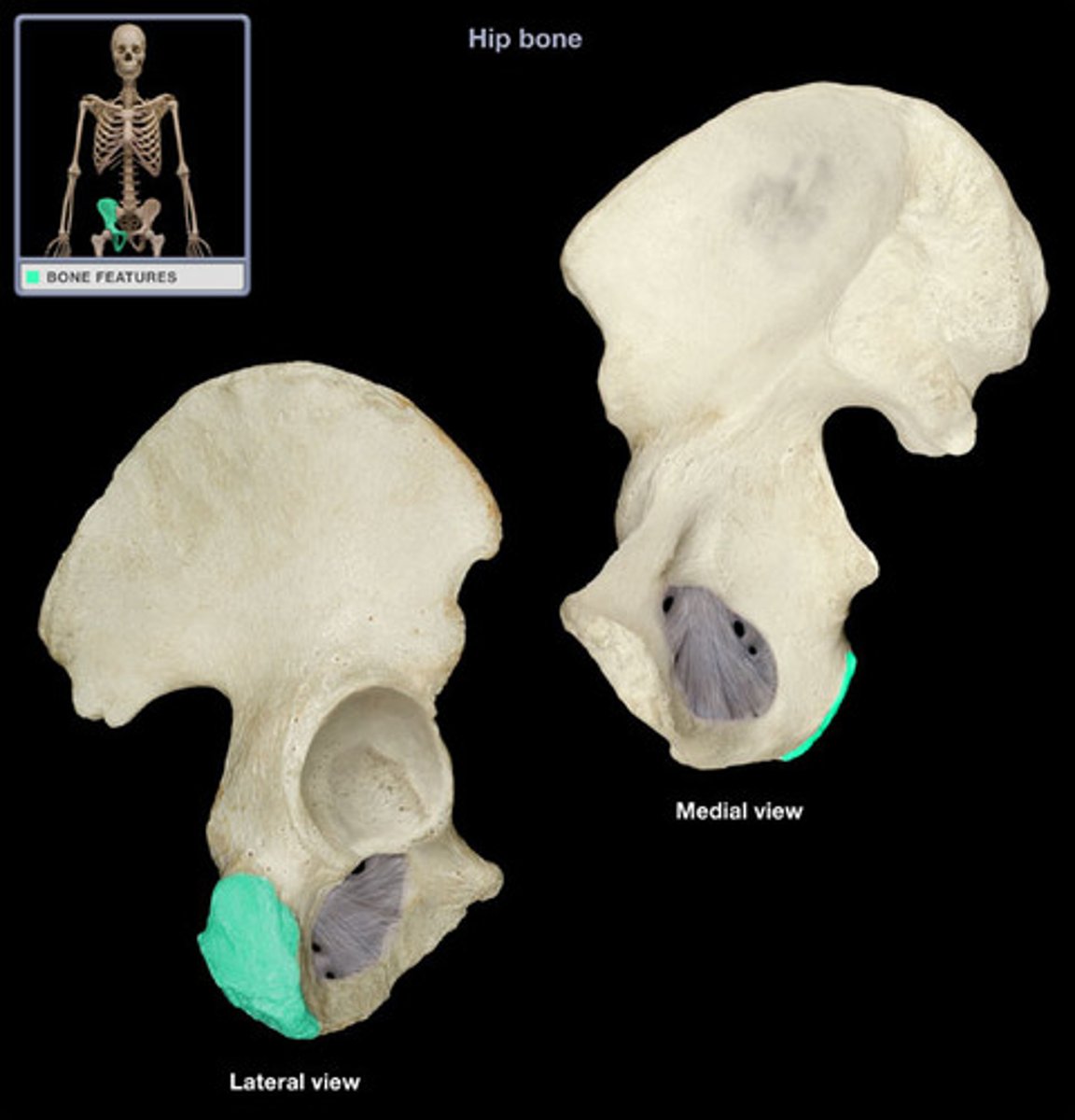 <p>inferior roughened surface of the ischium for ligament and muscle attachment</p>