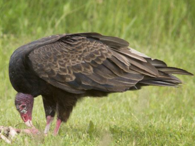 <p>what is this bird </p>