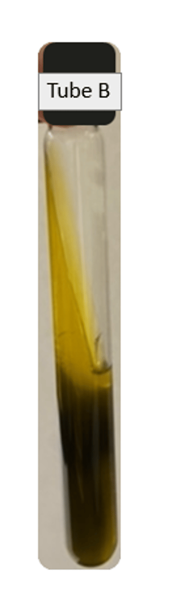 <p>Slant: acidic</p><p>Butt: Acidic</p><p>Gas: pos</p><p>H2S: pos</p><p>Ferments: glucose and lactose/sucrose</p>