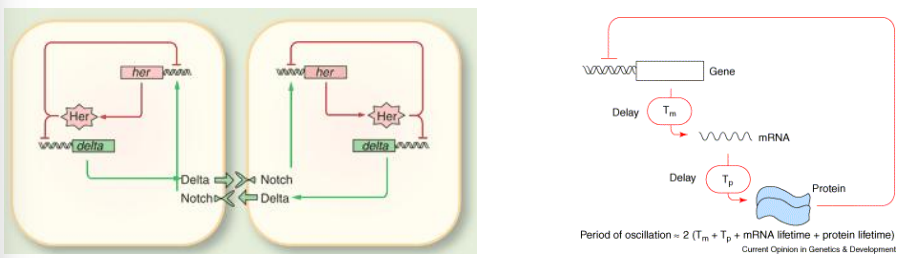<p>In Strigamia and many vertebrates (for somitogenesis), segments are added sequentially from a posterior growth zone via a "segmentation clock." The segmentation clock governs the rhythmic formation of body segments (somites) in developing embryos, particularly in vertebrates like Zebrafish and invertebrates like Strigamis (centipedes).</p><ul><li><p>The segmentation clock operates through a series of molecular oscillations within the pre-somitic mesoderm (PSM), the unsegmented tissue from which somites are formed. A core component of this clock involves a crucial <strong>negative feedback loop</strong> centered around the <strong>Notch signaling pathway</strong> and a family of genes called <strong>Hes/Her</strong>.</p></li><li><p>Notch-Delta signaling: Cells communicate via Notch receptor and Delta ligand.</p></li><li><p>Hes/Her genes are homologues of the <em>Hairy/Enhancer of split</em> genes in <em>Drosophila</em>).</p></li><li><p><strong><u>Negative feedback loops:</u></strong></p><ul><li><p><strong>Notch-Delta signaling</strong> activates <strong>Hes/Her gene</strong> transcription in receiving cells.</p></li><li><p><strong>Hes/Her proteins</strong> are repressors that <strong>downregulate their own transcription</strong> and that of <strong>Delta</strong>, forming a <strong>negative feedback loop</strong>.</p></li><li><p>This feedback loop, with a <strong>time lag</strong>, causes <strong>oscillations</strong> between strong and weak signaling levels, setting the <strong>period for segment formation</strong> (the period of ocsillation- one cycle - determines the time it take to form one segement).</p></li><li><p>The oscillations are <strong>synchronized across PSM cells</strong> via the Notch-Delta pathway. As Hes/Her levels drop, Delta expression rises, activating Notch in neighbouring cells and creating a <strong>wave of activateion </strong>(gene expression).</p></li><li><p>This <strong>anteriorly propagating wave of activation</strong> from the oscillating PSM ultimately <strong>defines segment boundaries</strong>.</p></li></ul></li></ul><p></p>