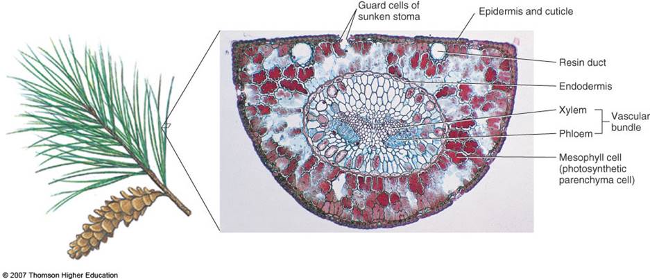 <ol><li><p>Guard cells of sunken stoma</p></li><li><p>Epidermis and cuticle</p></li><li><p>Resin duct</p></li><li><p>Endodermis</p></li><li><p>Xylem</p></li><li><p>Phloem</p></li><li><p>Vascular bundle</p></li><li><p>Mesophyll cell (photosynthetic parenchyma cell)</p></li></ol>