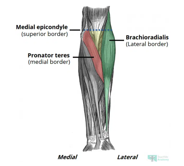 <ul><li><p>A triangular-shaped depression over the anterior aspect of the elbow joint</p></li><li><p>Area of transition between arm and forearm</p></li><li><p>Borders</p><ul><li><p>Lateral: medial border of brachioradialis</p></li><li><p>Medial: lateral border of pronator teres</p></li><li><p>Superior: horizontal line drawn between epicondyles of humerus</p></li><li><p>Roof: bicipital aponeurosis, fascia, subcutaneuous fat, and skin</p></li><li><p>Floor: brachialis & supinator</p></li></ul></li></ul><p></p>