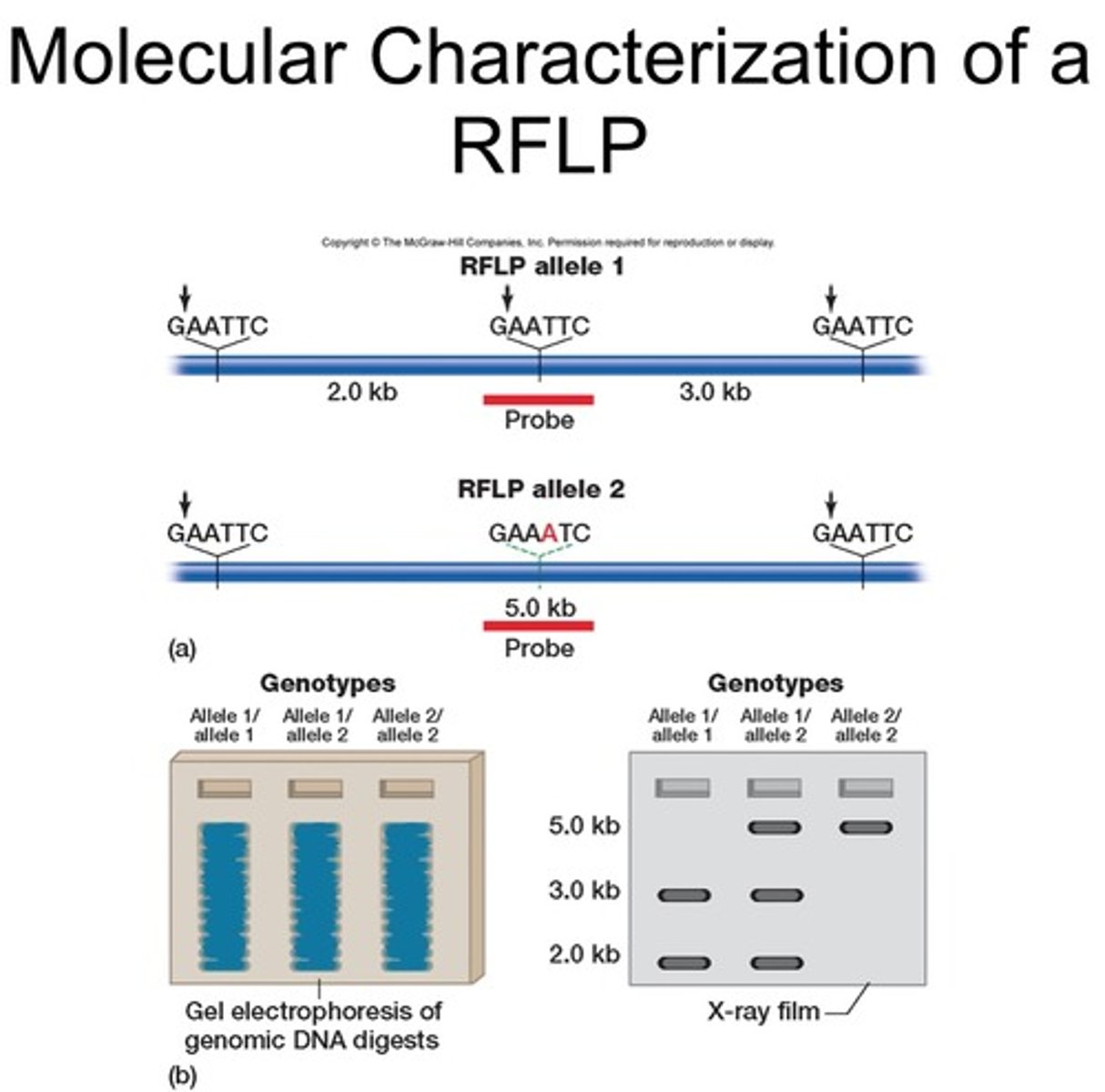 <p>MINISATALLITES: are hybridization-based markers</p>