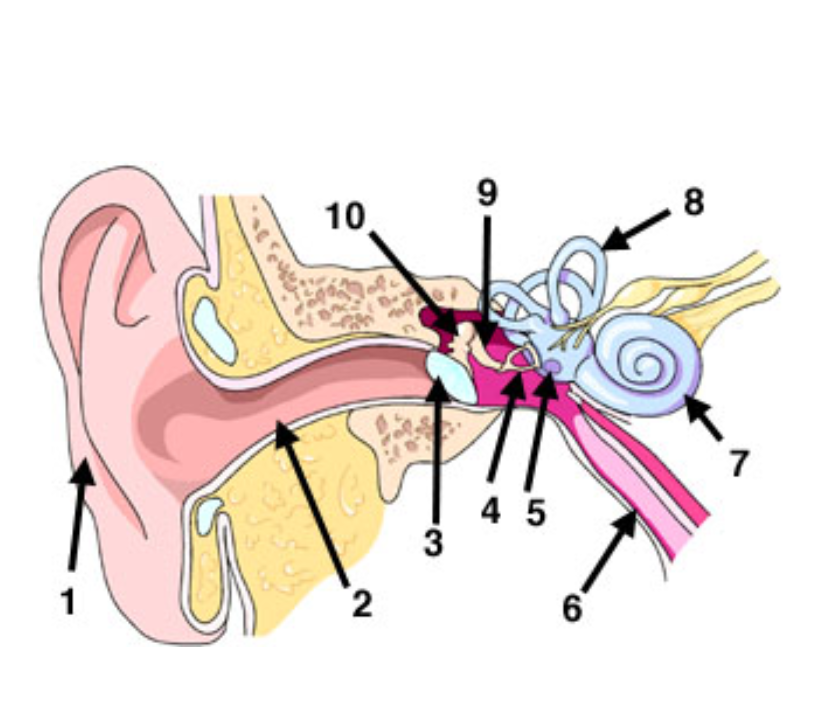 <p>What is 1 Pointing to?</p>