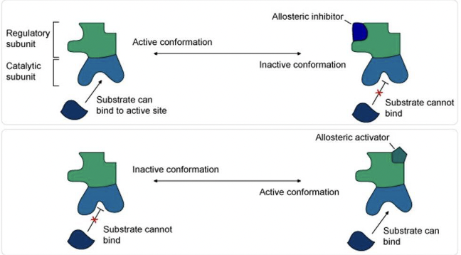 * small molecules that bind to sites of a protein to modify function
* exert a positive or negative effect on protein function
  * positive modulators (aka allosteric activators) increase activity
  * negative modulators (aka allosteric inhibitors) reduce activity