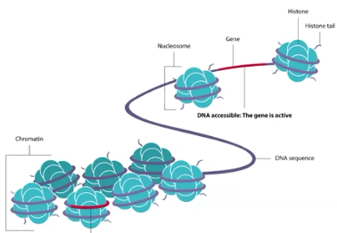 <p>Epigenetic Changes</p>