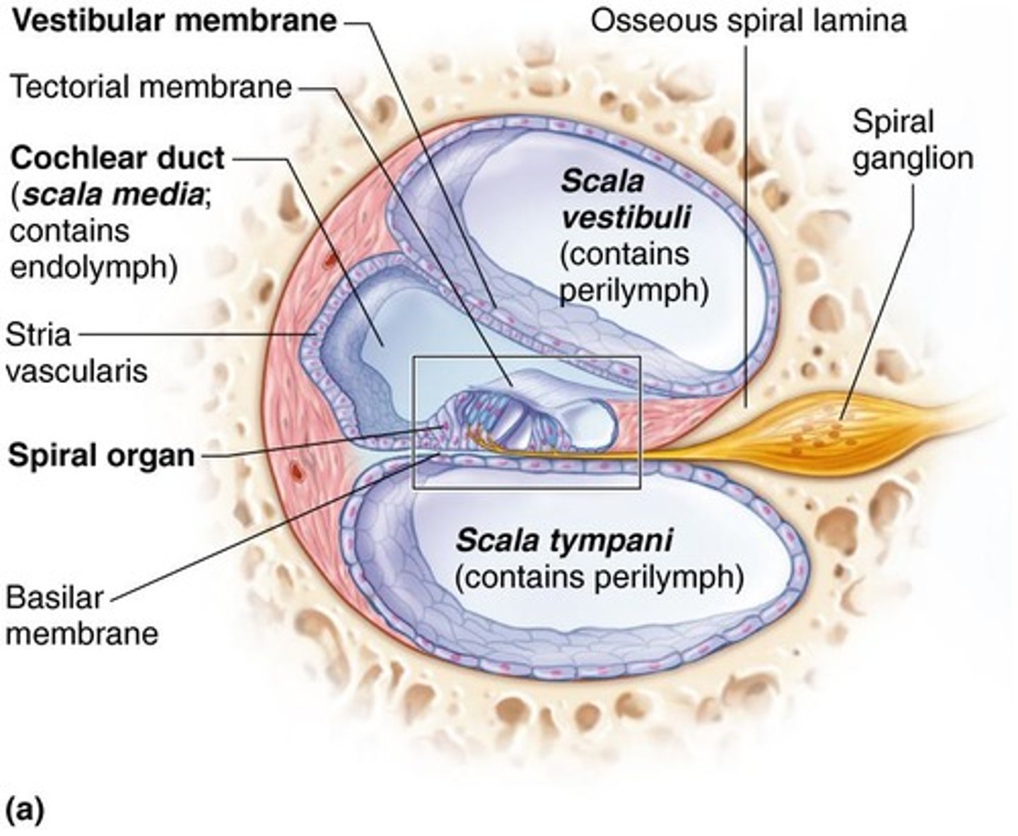 <p>Anatomical structure responsible for hearing.</p>