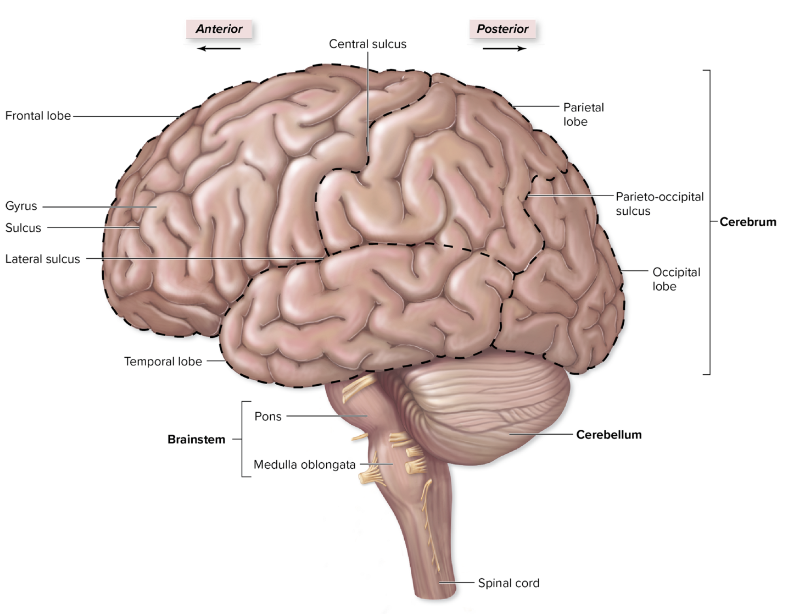 <p>they are the ridges of the brain</p>