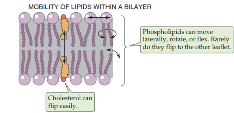 <ul><li><p>determined by phospholipids and cholesterol</p></li><li><p>because of kinked unsaturated fatty acids, phospholipids are mobile, move laterally, rotate and flex</p></li><li><p>cholesterol embedded in bilayer adds to membrane rigidity&nbsp;</p></li><li><p>balance maintains fluidity</p></li></ul><p></p>