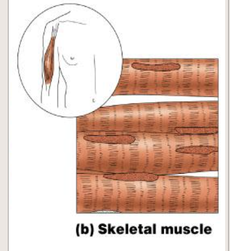 <p>What are the characteristics of skeletal muscle?</p>